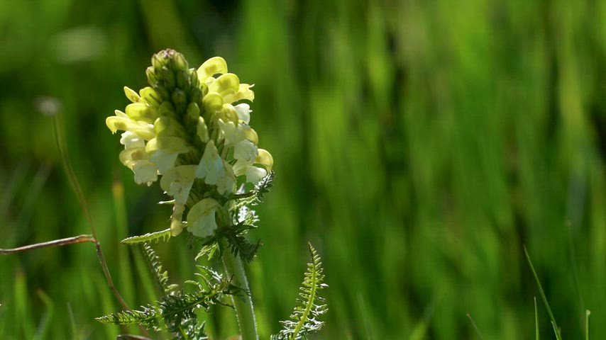 Eğrelti otunu andıran parçalı yaprakları ve dik gövdesi üzerinde salkım şeklinde dizilmiş krem-sarı dudaklı çiçekleri ile tanınır. Sulak çayırlarda yetişen bu bitki, zarif ama yabani duruşuyla doğada hemen fark edilir.