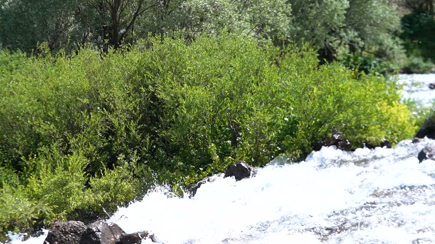 Dersim Ovacık'ta Yeşil Bitki Örtüsüyle Çevrili Akarsu
