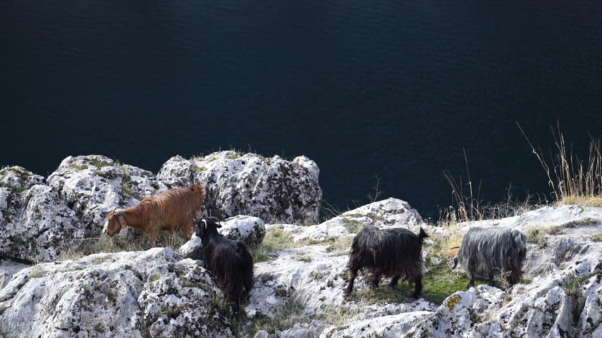 Siverek Takoran Vadisi Otlayan Keçiler
